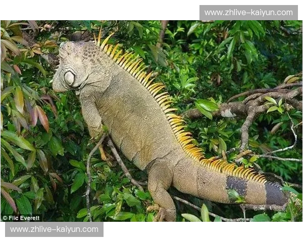 探寻“纯净天堂”与“足球王国”的奇妙碰撞:哥斯达黎加vs巴西,一场超越胜负的感官盛宴 探寻“纯净天堂”与“足球王国”的奇妙碰撞:哥斯达黎加vs巴西,一场超越胜负的感官盛宴